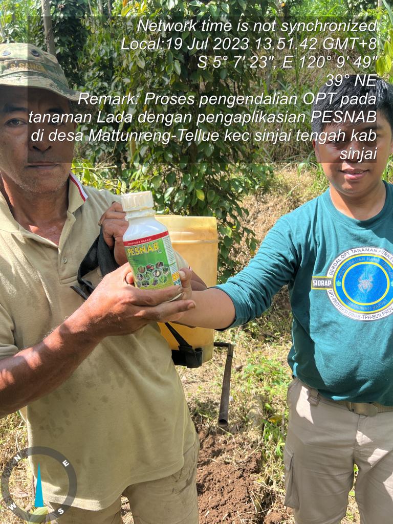 Proses pengendalian OPT pada tanaman Lada dengan pengaplikasian PESNAB di Desa Mattunreng Tellue